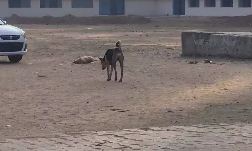 स्कूल में आवारा कुत्तों का हमला, 3 छात्र और एक महिला शिक्षक घायल