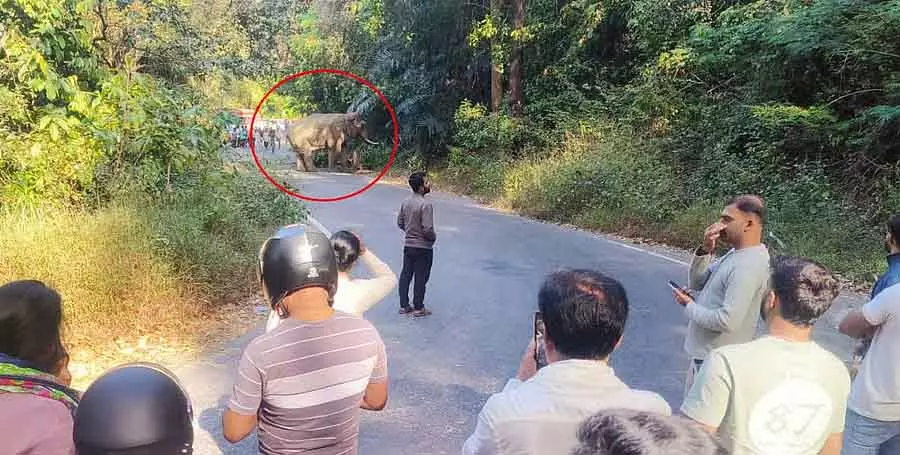 Charmadi घाटी रोड पर खड़े जंगली हाथी की वजह से मैंगलोर-चिक्कमगलुरु ट्रैफिक बाधित Charmadi घाटी रोड पर खड़े जंगली हाथी की वजह से मैंगलोर-चिक्कमगलुरु ट्रैफिक बाधित