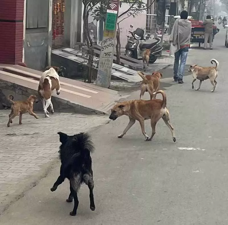 आवारा कुत्तों का आतंक Malerkotla के निवासियों को परेशान कर रहा है आवारा कुत्तों का आतंक Malerkotla के निवासियों को परेशान कर रहा है