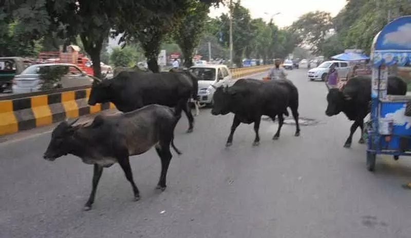 Kangra में आवारा पशुओं के बढ़ते खतरे के बीच गुस्सैल सांड को बचाया गया Kangra में आवारा पशुओं के बढ़ते खतरे के बीच गुस्सैल सांड को बचाया गया