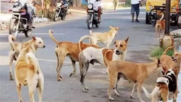 Indore: निगम ने कुत्तों के लिए सख्त फीडिंग नियम लागू किए Indore: निगम ने कुत्तों के लिए सख्त फीडिंग नियम लागू किए