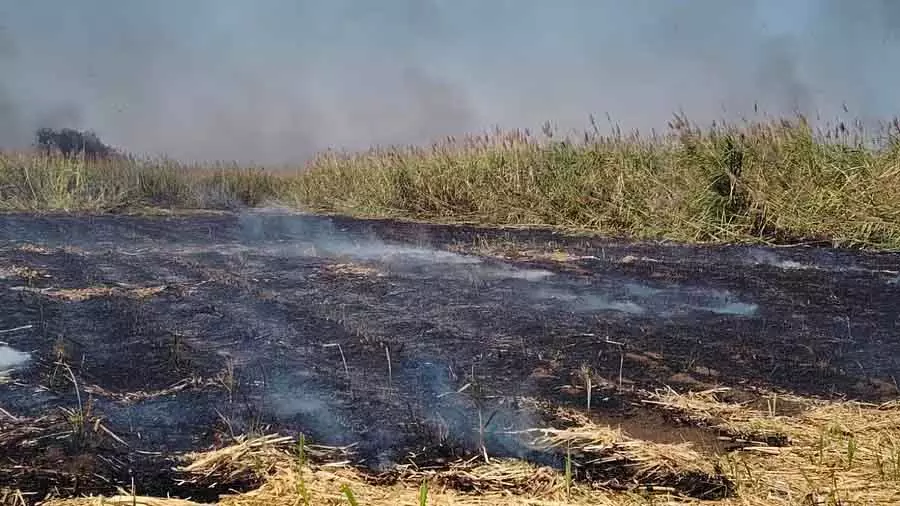 Nalthwara : गन्ने की फसल में आग लग गई Nalthwara : गन्ने की फसल में आग लग गई