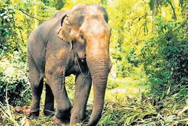 Jharkhand: उत्पाती हाथी ने 2 और लोगों की जान ली Jharkhand: उत्पाती हाथी ने 2 और लोगों की जान ली