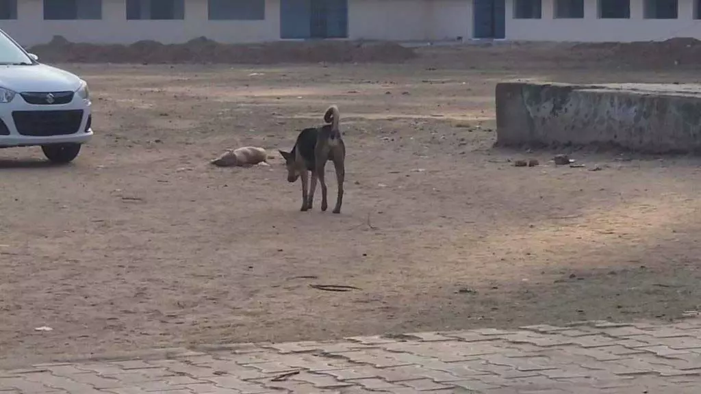 स्कूल में आवारा कुत्तों का हमला, 3 छात्र और एक महिला शिक्षक घायल स्कूल में आवारा कुत्तों का हमला, 3 छात्र और एक महिला शिक्षक घायल