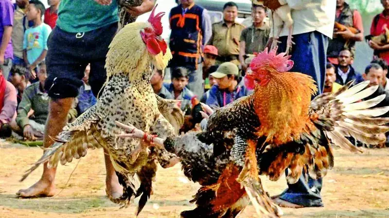 Andhra: संक्रांति संबरालू आज से होगा