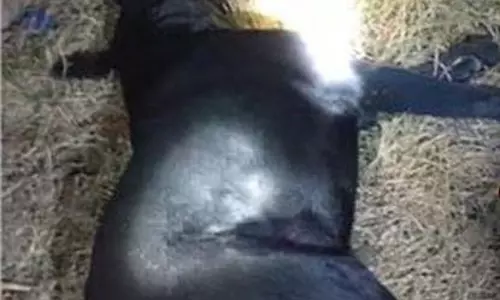 UP News:मीट बेचने वाले ने कुत्ते को चाकू मारकर  उतरा मौत के घाट