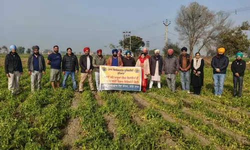 Tarn Taran वैज्ञानिकों ने किसानों के साथ मटर और आलू की बीमारियों पर चर्चा की Tarn Taran वैज्ञानिकों ने किसानों के साथ मटर और आलू की बीमारियों पर चर्चा की