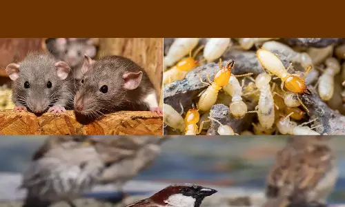 घोटाले चूहे दीमक और चिड़िया के नाम से, गजब है अफसरों के कारनामें घोटाले चूहे दीमक और चिड़िया के नाम से, गजब है अफसरों के कारनामें
