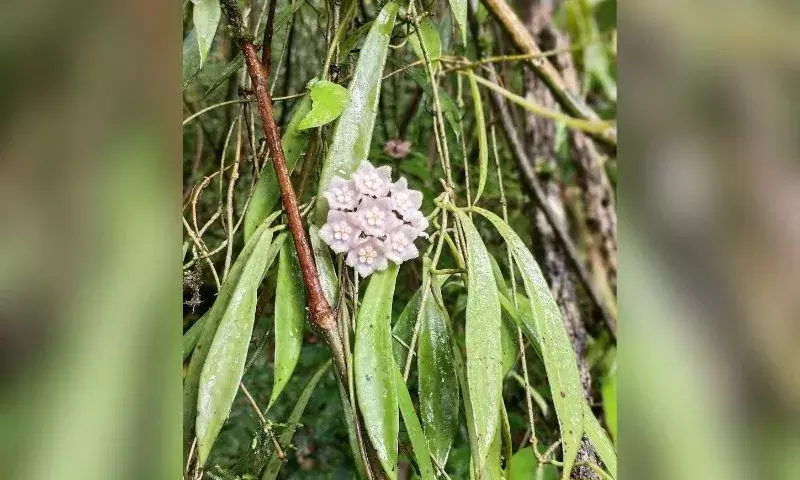 Nagaland यूनिवर्सिटी के रिसर्चर्स ने पौधों की नई स्पीशीज़ खोजी