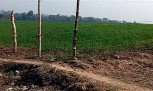 HC ने अधिकारियों को पोंग वेटलैंड इलाके से अतिक्रमण हटाने का निर्देश दिया