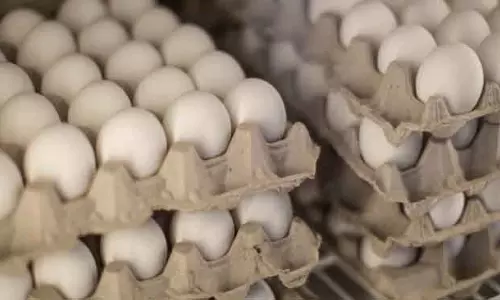 Nandapur महंगे अंडों ने पोषण योजनाओं को प्रभावित किया
