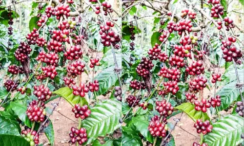 Coffee beans; फसल तो है लेकिन कीमत नहीं है