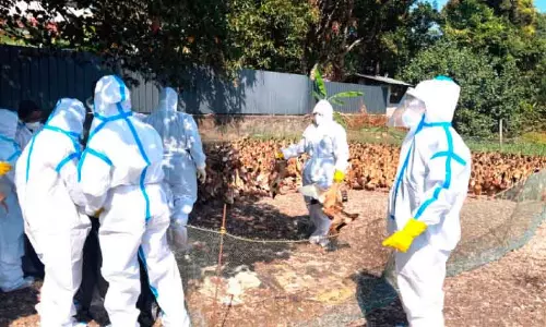 Bird flu ; जिले में 7625 पक्षियों को मारकर जला दिया गया
