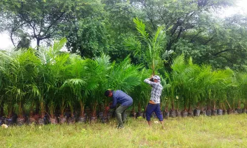 ऑयल पाम की खेती को बढ़ावा, अतिरिक्त अनुदान से किसानों की आय बढ़ाने की पहल ऑयल पाम की खेती को बढ़ावा, अतिरिक्त अनुदान से किसानों की आय बढ़ाने की पहल
