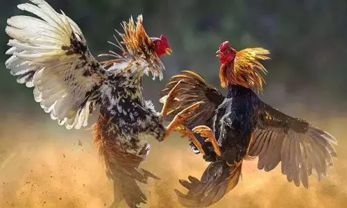 AP हाई कोर्ट ने संक्रांति कोडी पंडालू पर अहम आदेश जारी किए AP हाई कोर्ट ने संक्रांति कोडी पंडालू पर अहम आदेश जारी किए