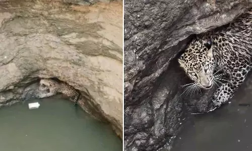 Indore : खुले कुएं से फंसी मादा तेंदुआ को बचाया गया, चिड़ियाघर भेजा गया Indore : खुले कुएं से फंसी मादा तेंदुआ को बचाया गया, चिड़ियाघर भेजा गया