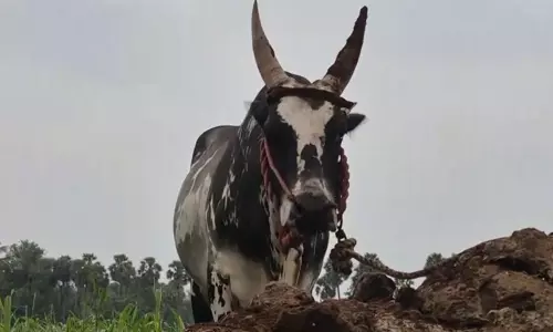 Sengurichi गांव में जल्लीकट्टू से पहले बैल पालकों ने प्रशिक्षण तेज कर दिया Sengurichi गांव में जल्लीकट्टू से पहले बैल पालकों ने प्रशिक्षण तेज कर दिया