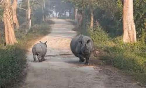 Assam: MLA फणीधर तालुकदार मानस नेशनल पार्क में गैंडे के हमले से बाल-बाल बचे Assam: MLA फणीधर तालुकदार मानस नेशनल पार्क में गैंडे के हमले से बाल-बाल बचे