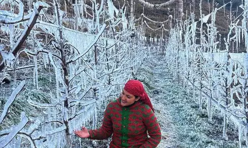 बर्फबारी नहीं होने पर Himachal के किसानों ने सेब की फसल बचाने के लिए बर्फ की चादर बिछाई