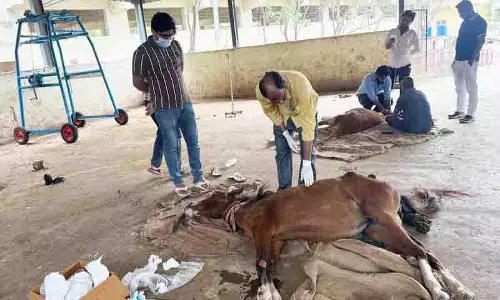 Balapur सड़क हादसे में दो घोड़े गंभीर रूप से घायल, बचा लिया गया Balapur सड़क हादसे में दो घोड़े गंभीर रूप से घायल, बचा लिया गया