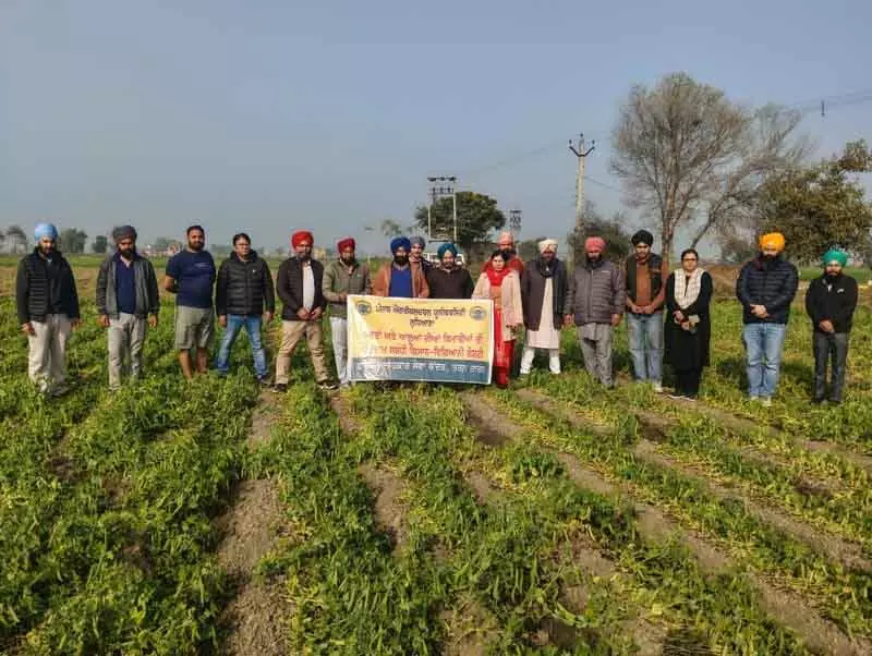 Tarn Taran वैज्ञानिकों ने किसानों के साथ मटर और आलू की बीमारियों पर चर्चा की Tarn Taran वैज्ञानिकों ने किसानों के साथ मटर और आलू की बीमारियों पर चर्चा की
