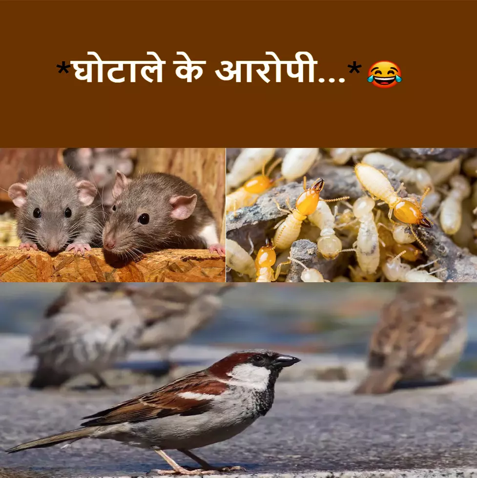 घोटाले चूहे दीमक और चिड़िया के नाम से, गजब है अफसरों के कारनामें घोटाले चूहे दीमक और चिड़िया के नाम से, गजब है अफसरों के कारनामें