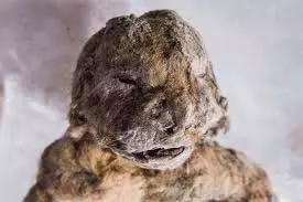 Siberian Mummy: साइबेरिया की बर्फ में मिली 300 साल पुरानी डेड बॉडी Siberian Mummy: साइबेरिया की बर्फ में मिली 300 साल पुरानी डेड बॉडी