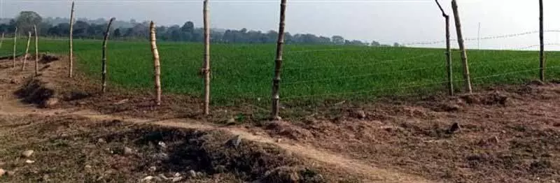 HC ने अधिकारियों को पोंग वेटलैंड इलाके से अतिक्रमण हटाने का निर्देश दिया HC ने अधिकारियों को पोंग वेटलैंड इलाके से अतिक्रमण हटाने का निर्देश दिया