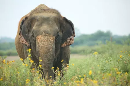 हाथी के हमले से महिला घायल, लोगों में दहशत का माहौल हाथी के हमले से महिला घायल, लोगों में दहशत का माहौल