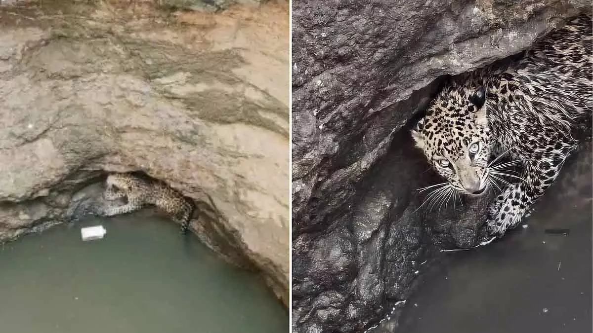 Indore : खुले कुएं से फंसी मादा तेंदुआ को बचाया गया, चिड़ियाघर भेजा गया Indore : खुले कुएं से फंसी मादा तेंदुआ को बचाया गया, चिड़ियाघर भेजा गया