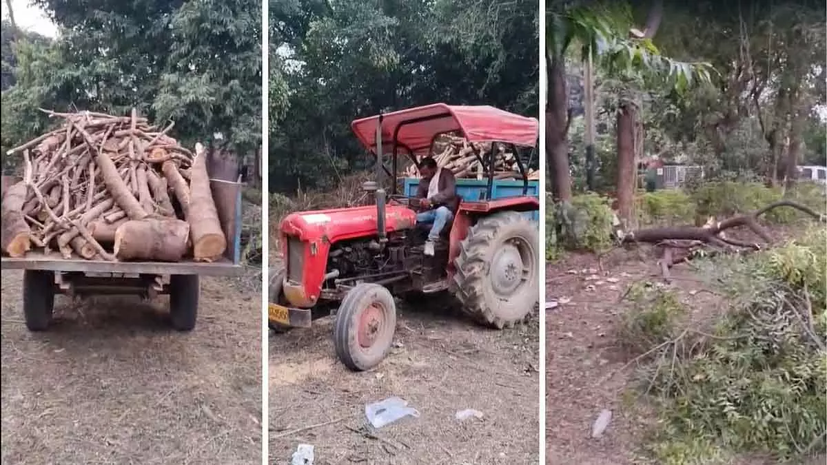 MP : ग्वालियर के जीवाजी यूनिवर्सिटी में ऑक्सीजन हब पर पुराने नीम और आम के पेड़ काटे गए MP : ग्वालियर के जीवाजी यूनिवर्सिटी में ऑक्सीजन हब पर पुराने नीम और आम के पेड़ काटे गए