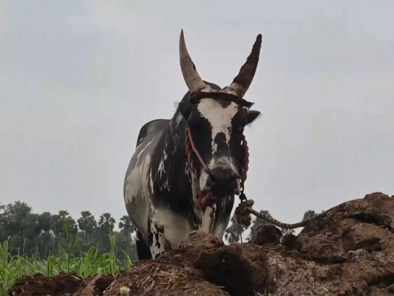 Sengurichi गांव में जल्लीकट्टू से पहले बैल पालकों ने प्रशिक्षण तेज कर दिया Sengurichi गांव में जल्लीकट्टू से पहले बैल पालकों ने प्रशिक्षण तेज कर दिया