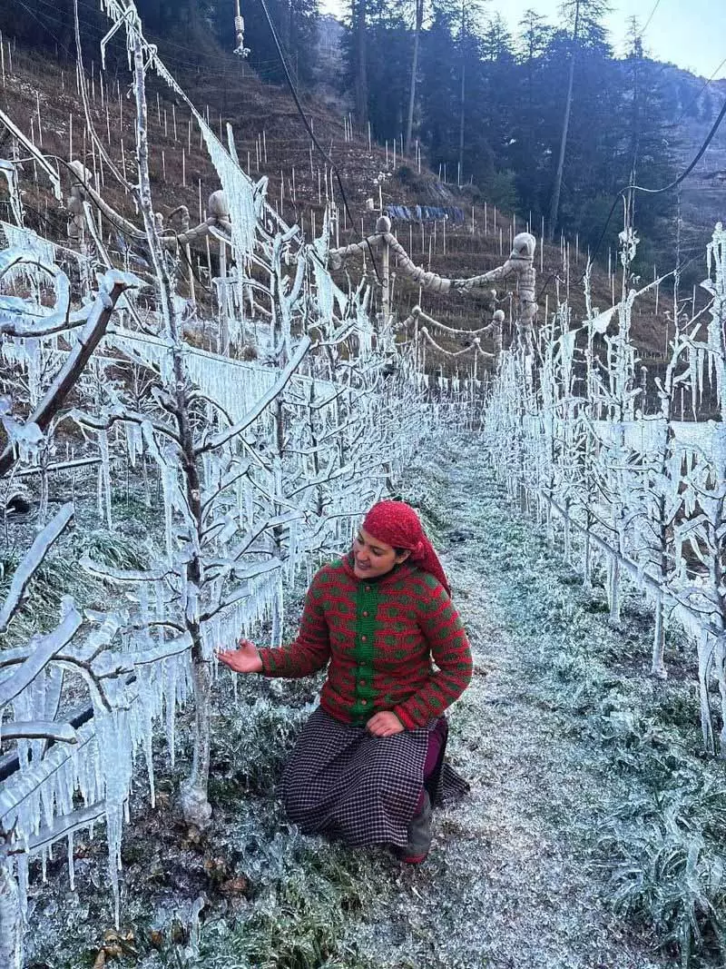 बर्फबारी नहीं होने पर Himachal के किसानों ने सेब की फसल बचाने के लिए बर्फ की चादर बिछाई बर्फबारी नहीं होने पर Himachal के किसानों ने सेब की फसल बचाने के लिए बर्फ की चादर बिछाई