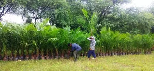 ऑयल पाम की खेती को प्रोत्साहित करने राज्य शासन टॉप-अप अनुदान दे रहा ऑयल पाम की खेती को प्रोत्साहित करने राज्य शासन टॉप-अप अनुदान दे रहा