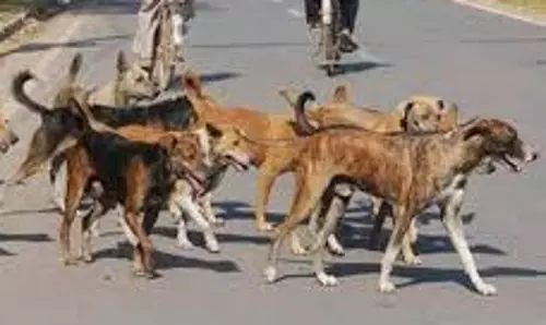 मां और दादी व्यस्त थी अपने-अपने कामों में, उधर बच्ची को नोचकर खा रहे थे कुत्ते मां और दादी व्यस्त थी अपने-अपने कामों में, उधर बच्ची को नोचकर खा रहे थे कुत्ते