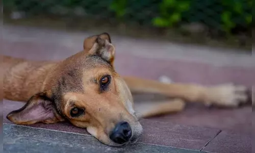 300 आवारा कुत्तों की हत्या के आरोप से खलबली, एक्शन में पुलिस 300 आवारा कुत्तों की हत्या के आरोप से खलबली, एक्शन में पुलिस