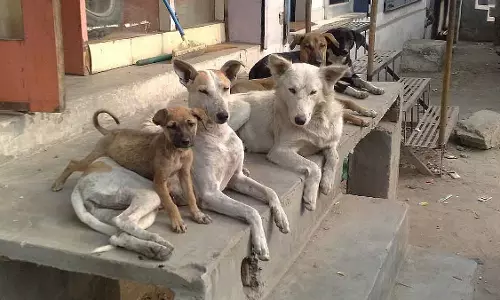 Indore : आवारा कुत्ते ने उत्पात मचाया; दो घंटे में छह लोगों को काटा Indore : आवारा कुत्ते ने उत्पात मचाया; दो घंटे में छह लोगों को काटा