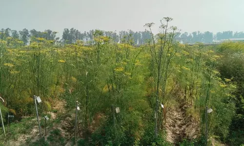 Karnal यूनिवर्सिटी ने मसालों और सब्ज़ियों की 7 नई किस्में पेश कीं
