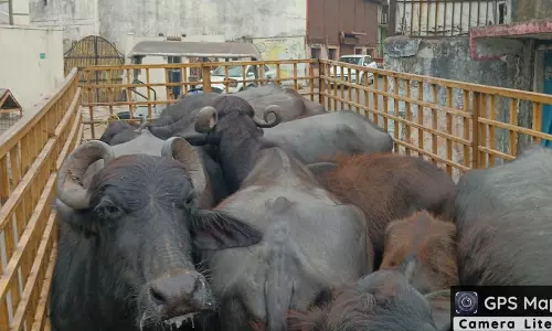 नीलकंठ डेयरी संचालक पर निगम ने लगाया 10 हजार का जुर्माना
