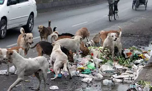 Jalandhar: एनिमल बर्थ कंट्रोल सेंटर का ऑपरेशन रुका, कुत्ते के काटने के मामले बढ़े