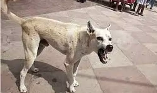 Bareilly: शहर में आवारा जानवरों का कहर, दो अलग घटनाओं में लोग घायल Bareilly: शहर में आवारा जानवरों का कहर, दो अलग घटनाओं में लोग घायल