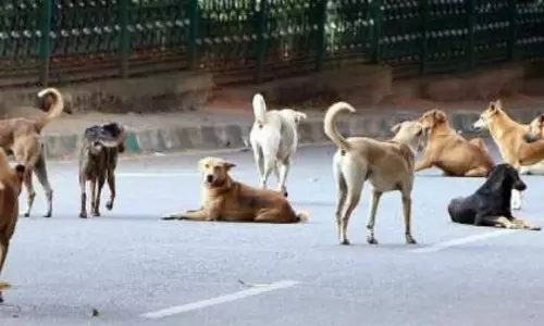 Telangana में आवारा कुत्तों की सामूहिक हत्या का आरोप, श्यामापेट से हड़कंप