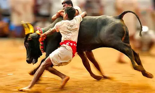 Sri Lanka के बाद कुआलालंपुर इस साल जल्लीकट्टू की मेज़बानी कर सकता है