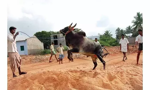 Tamil Nadu: जल्लीकट्टू बैल का मालिक होना गर्व का प्रतीक