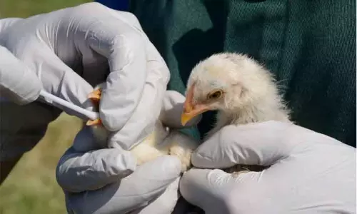 Bird flu ; एक्सपर्ट कमिटी की रिपोर्ट फ़ाइल में दबी पड़ी है Bird flu ; एक्सपर्ट कमिटी की रिपोर्ट फ़ाइल में दबी पड़ी है
