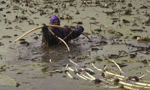 जमी हुई Dal Lake में कमल के किसान लुप्त होती जीवनशैली को थामे हुए हैं जमी हुई Dal Lake में कमल के किसान लुप्त होती जीवनशैली को थामे हुए हैं
