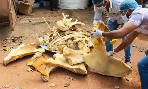 Bhubaneswar में हाथी रामू का कंकाल संग्रहण और प्रदर्शन की तैयारी Bhubaneswar में हाथी रामू का कंकाल संग्रहण और प्रदर्शन की तैयारी