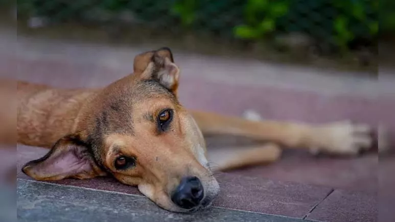 300 आवारा कुत्तों की हत्या के आरोप से खलबली, एक्शन में पुलिस 300 आवारा कुत्तों की हत्या के आरोप से खलबली, एक्शन में पुलिस