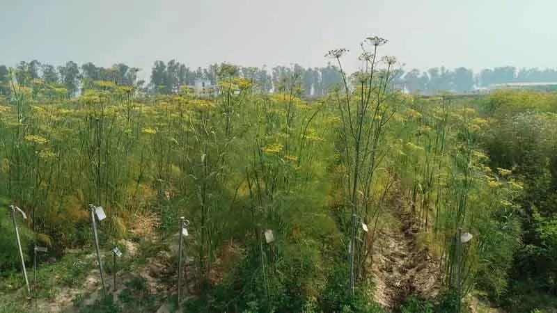 Karnal यूनिवर्सिटी ने मसालों और सब्ज़ियों की 7 नई किस्में पेश कीं Karnal यूनिवर्सिटी ने मसालों और सब्ज़ियों की 7 नई किस्में पेश कीं