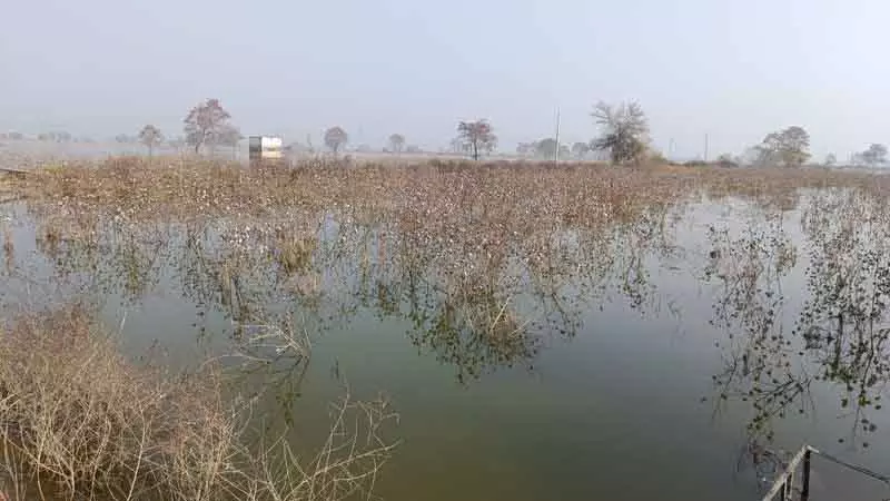 Bhiwani भिवानी के गांवों में पानी जमा है, राहत नहीं Bhiwani भिवानी के गांवों में पानी जमा है, राहत नहीं